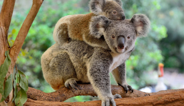 Viaje a Australia a medida. Mother koala with baby on her backParques de Australia.