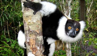 Viaje a Madagascar Gran Norte Medida