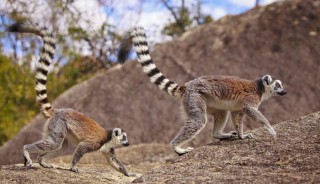 Viaje a Madagascar A medida