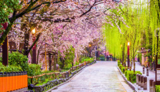 Viaje a Japón en Semana Santa 2024. Japón en primavera en grupo