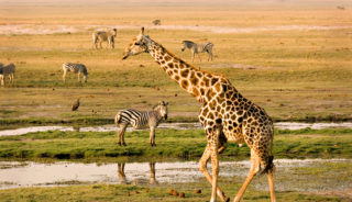 Viaje a Kenia a medida. Safari en Kenia con extensiones opcionales a Zanzíbar, Mauricio o Seychelles.