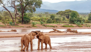 Viaje a Kenya. A medida. Safari Madoadoa. Con extensiones opcionales a Zanzíbar, Isla Mauricio o Seychelles