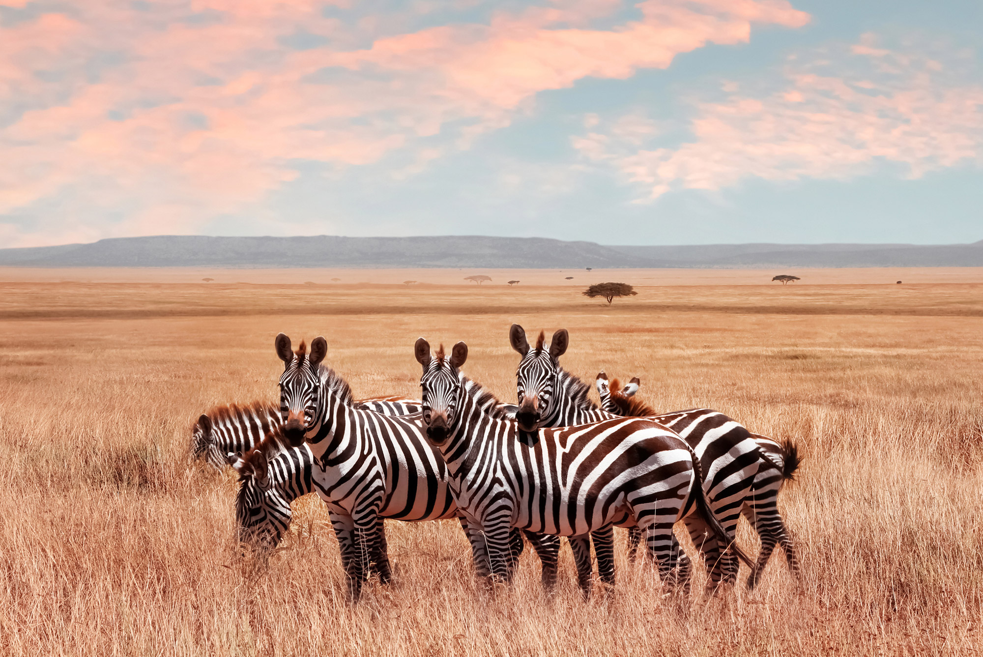 kenia safari costo