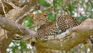 Viaje a Kenya y Maldivas en grupo. Safari en Kenya con extensión a Maldivas. 13 días o 14 días.