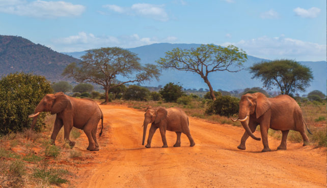 Viaje a Kenya en privado. 10 días safari paseando con Maasais. Extensión opcional a Zanzíbar, Mauricio o Seychelles