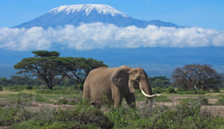 Viaje a Kenya en grupo. Safaris Kongoni y Naisula. 8 o 9 días. Con extensión opcional a Zanzíbar, Mauricio o Seychelles