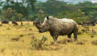 Viaje a Kenia y Tanzania. En Camión. Wild Safari 14 Días