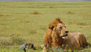 Viaje a Tanzania y Kenya en grupo. Safari Ndovu con extensión opcional a Zanzíbar, Mauricio o Seychelles