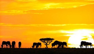 Viaje a Kenya, Tanzania y Zanzíbar. Navidad. Fin de año en Serengeti