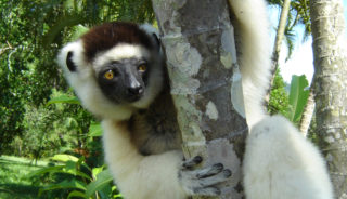 Viaje a Madagascar. A medida. Circuito Andasibe y Sur