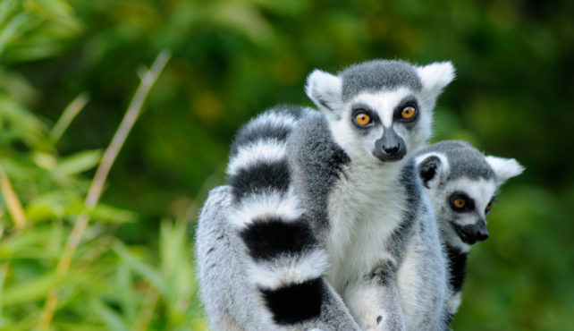 Viaje a Madagascar en grupo. La isla continente – 16 días