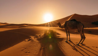 Viaje a Marruecos. Singles. Viaja solo. Desierto y playa