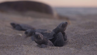 Viaje a México sostenible. Grupo Verano. Liberación y cuidado de tortugas y ruta ecoturística