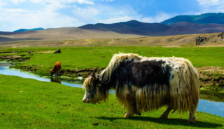 Viaje a Mongolia. Singles. Viaja solo. En la tierra de los últimos nómadas de Asia
