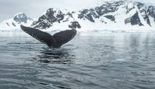Viaje a la Laponia Noruega responsable. Puente de diciembre. Vive una aventura inolvidable en plena naturaleza ártica: ballenas, fiordos y auroras boreales