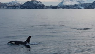 Viaje a la Laponia Noruega responsable. Navidad. Vive en un fin de año una aventura inolvidable en plena naturaleza ártica: ballenas, fiordos y auroras boreales