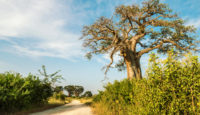 Viaje a Senegal. Semana Santa. Tierra de baobabs en grupo
