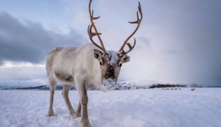 Viaje a Suecia. Navidad. Fin de año en la Laponia Sueca multiaventura invernal: auroras boreales, trineo de perros, motonieve y raquetas de nieve