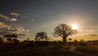 Viaje fotográfico a Tanzania. Safari con Quim Dasquens