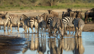 Viaje fotográfico a Tanzania. Safari con Quim Dasquens