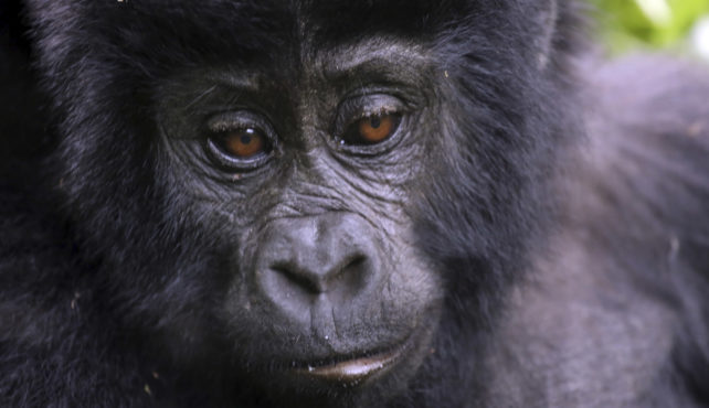 Viaje a Uganda en Grupo en camión. Los últimos gorilas de montaña. Gorila Trek confort 16 días
