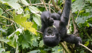 Viaje a Uganda. Gorila Trek confort en camión