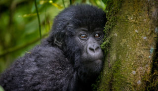 Viaje a Uganda en camión. Los últimos gorilas de la montaña