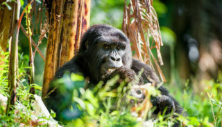 Viaje a Uganda. Grupo verano. Los últimos gorilas de montaña – grupo Tarannà con guía local de habla hispana
