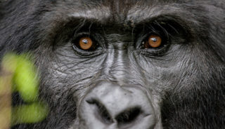 Viaje a Uganda. Grupo verano. Los últimos gorilas de montaña – grupo Tarannà con guía local de habla hispana