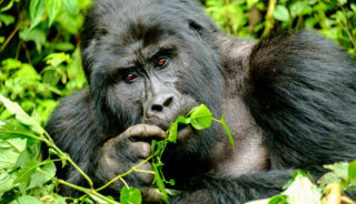 Viaje a Uganda a medida. Safari Discover Uganda 11 días