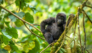 Viaje a Uganda en privado de 9 días. Safari Great Lakes Primates