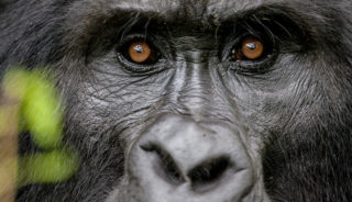 Viaje a Uganda. Puente de Diciembre. Los últimos gorilas de montaña en grupo con guía local de habla hispana