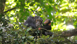 Viaje a Uganda. En Grupo. Safari Gorilas