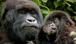 Viaje a Uganda y Rwanda. En camión. Los últimos gorilas de montaña. Gorila trek 18 días
