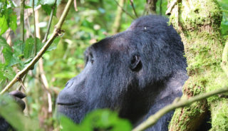 Viaje a Uganda y Rwanda. En camión. Los últimos gorilas de montaña. Gorila trek clásico 18 días