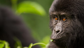 Viaje a Uganda en Semana Santa. En Camión. Los últimos gorilas de montaña. Gorila Trek 14 días
